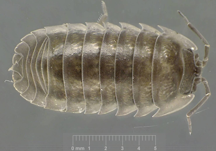 Armadillidium nasatum